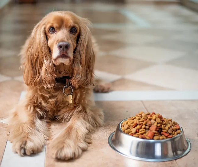 english-cocker-spaniel-5937760_1280